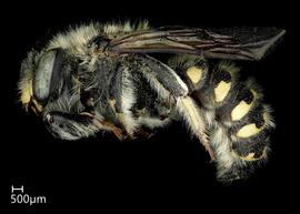   Anthidium banningense nbsp;male lateral habitus, photo: Tevan Brady 
