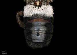   Maximegachile nbsp; maxillosanbsp; male abdomen, photo: Chelsey Ritner 
