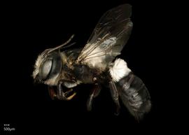   Maximegachile nbsp; maxillosanbsp; male lateral habitus, photo: Chelsey Ritner 
