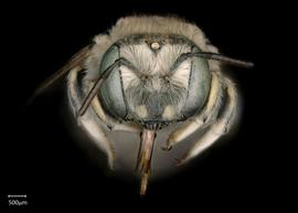   Anthidium labergei nbsp;female face, photo: Chelsey Ritner 
