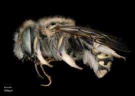  Anthidium labergei nbsp;female lateral habitus, photo: Chelsey Ritner 
