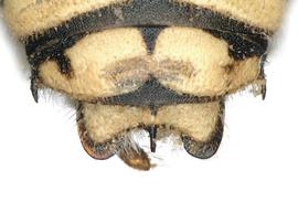   Anthidium labergei  male, dorsal view of seventh tergum (T7), photo: Chelsey Ritner 
