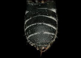   Noteriades spinosus  female abdomen, photo: C. Ritner 
