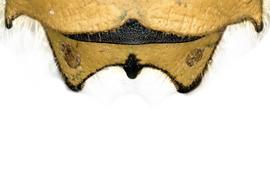   Anthidium illustre  male, dorsal view of seventh tergum (T7), photo: Jeni Sidwell 
