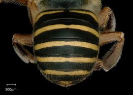   Anthidium hallinani nbsp;female abdomen, photo: Chelsey Ritner 
