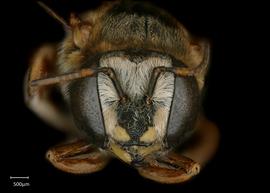   Anthidium hallinani nbsp;female face, photo: Chelsey Ritner 
