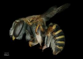   Anthidium hallinani nbsp;female lateral habitus, photo: Chelsey Ritner 
