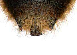   Plesianthidium  sp. male terga, photo: C. Ritner 
