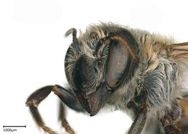   Megachilenbsp;ivonensis nbsp;female head, photo: Joshua Hengel 
