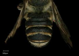   Megachile spissula  male abdomen, photo: Shaun Heller 
