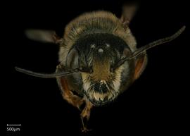   Megachile spissula  male face, photo: Shaun Heller 
