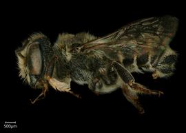   Megachile spissula  male lateral habitus, photo: Shaun Heller 
