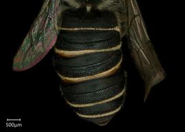   Megachile spissula  female abdomen, photo: Shaun Heller 
