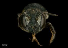   Megachile spissula  female face, photo: Shaun Heller 
