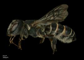   Megachile spissula  female lateral habitus, photo: Shaun Heller 
