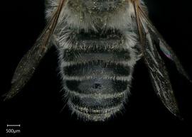   Megachile sublauritanbsp; male abdomen, photo: Shaun Heller 
