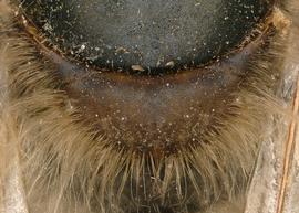   Apis mellifera  female scutellum reddish-brown, photo: T. Brady 
