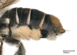   Austrochile  sp.nbsp;female abdomen, photo: Joshua Hengel 
