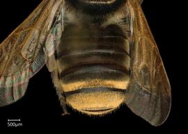   Megachile pilosanbsp; male abdomen, photo: Chelsey Ritner 
