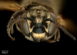   Megachile pilosanbsp; male face, photo: Chelsey Ritner 
