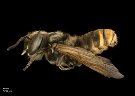   Megachile pilosanbsp; male lateral habitus, photo: Chelsey Ritner 
