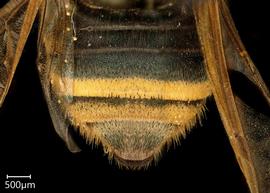   Megachile pilosanbsp; female abdomen, photo: Chelsey Ritner 
