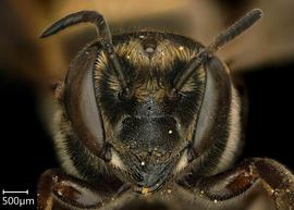   Megachile pilosanbsp; female face, photo: Chelsey Ritner 
