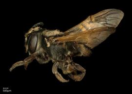   Megachile pilosanbsp; female lateral habitus, photo: Chelsey Ritner 
