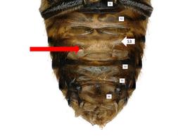   Pseudoanthidium truncatum  male S3 with comb, photo: C. Ritner
