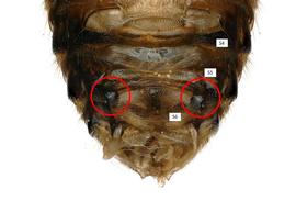   Pseudoanthidium truncatum  male S5 with lobed combs, photo: C. Ritner 
