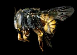   Pseudoanthidium truncatum  female lateral habitus, photo: C. Ritner 
