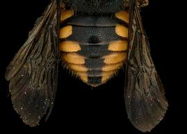   Pseudoanthidium truncatum  female abdomen, photo: T. Brady 
