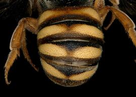   Stelis cooperi  male abdomen, photo: T. Brady 
