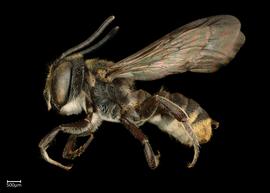   Megachile microsomanbsp; ?male lateral habitus, photo: Chelsey Ritner 

