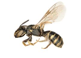   Ceratina flavipes , lateral habitus. photo: Chelsey Ritner 
