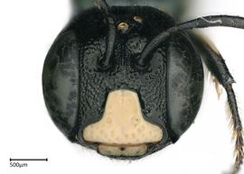   Ceratina subquadrata , male face. photo: Brooke Bagot 
