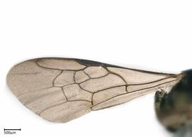   Ceratina richardsoniae , male wing. photo: Brooke Bagot 
