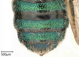   Ceratina binghami , female. photo: Chelsey Ritner 
