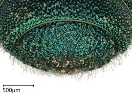   Ceratina binghami , female. photo: Chelsey Ritner 
