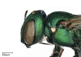   Ceratina binghami , female. photo: Chelsey Ritner 
