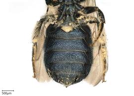   Ceratina montana , photo: Chelsey Ritner 
