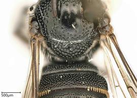   Ceratina tanganyicensis , male. photo: Chelsey Ritner 
