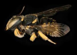   Pseudoanthidium augustifrons  male lateral habitus, photo: C. Ritner 
