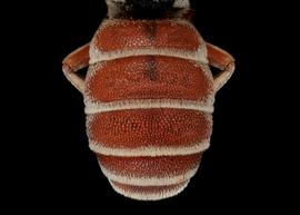   Metadioxys graeca  male abdomen, photo: C. Ritner copy; Division of Entomology, University of Kansas Biodiversity Institute 
