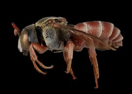   Metadioxys graeca  male lateral habitus, photo: C. Ritner copy; Division of Entomology, University of Kansas Biodiversity Institute 
