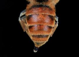   Prodioxys carnea  female abdomen, photo: C. Ritner copy; Division of Entomology, University of Kansas Biodiversity Institute 

