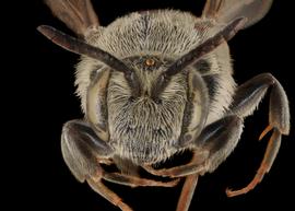   Paradioxys ruyanensis  female face, photo: C. Ritner copy; Division of Entomology, University of Kansas Biodiversity Institute 
