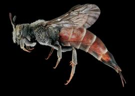   Paradioxys ruyanensis  female lateral habitus, photo: C. Ritner copy; Division of Entomology, University of Kansas Biodiversity Institute 
