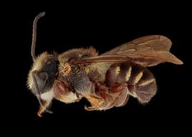   Matangapis alticola  male lateral habitus, photo: C. Ritner copy; Division of Entomology, University of Kansas Biodiversity Institute 
