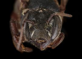   Matangapis alticola  female face, photo: C. Ritner copy; Division of Entomology, University of Kansas Biodiversity Institute 
